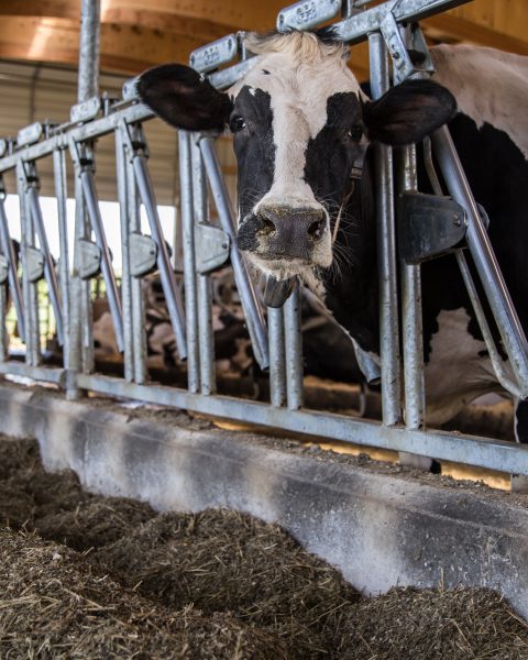 Cow looking at camera