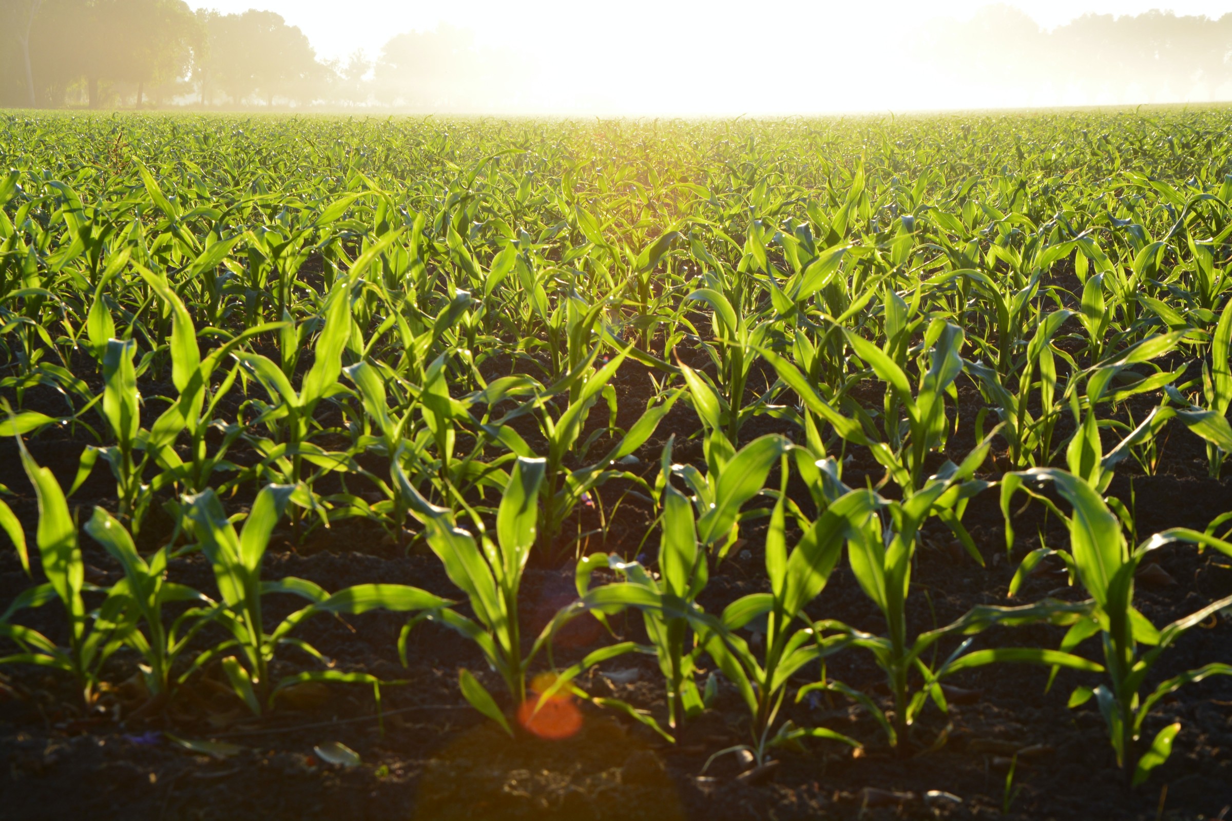 A field in the morning