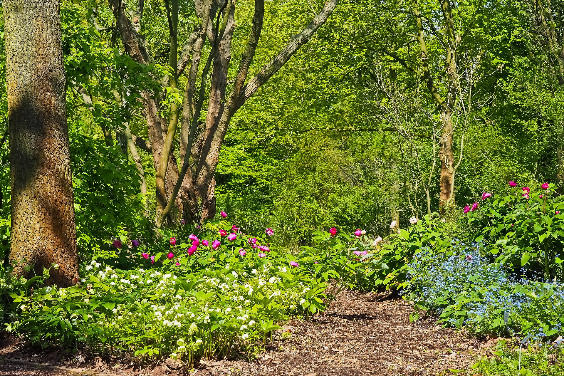 trees, flowers, path