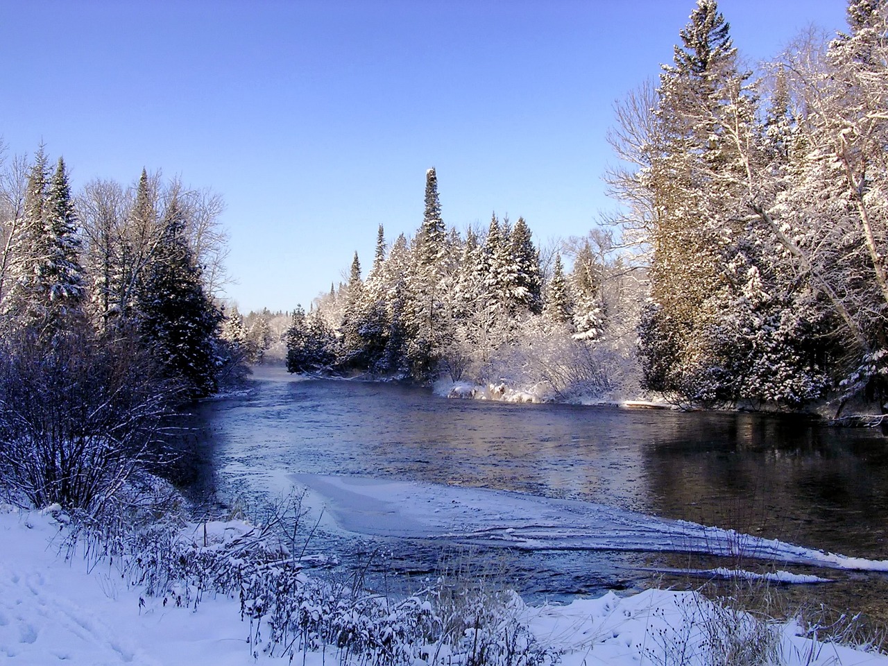 winter trees, river