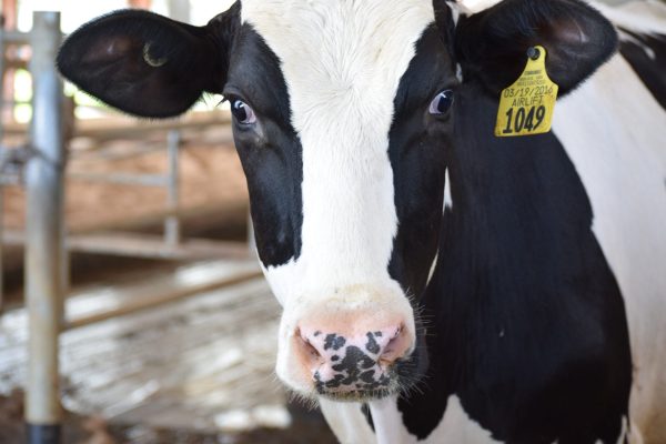 Dairy cow